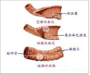 慢性结肠炎的症状危害