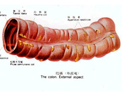 结肠炎怎么治疗